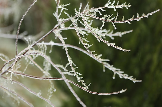 ghiaccio sui rami delle piante dopo la pioggia invernale