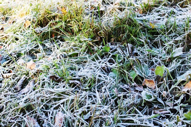 Ghiaccio sulle foglie verdi del primo piano dell'erba