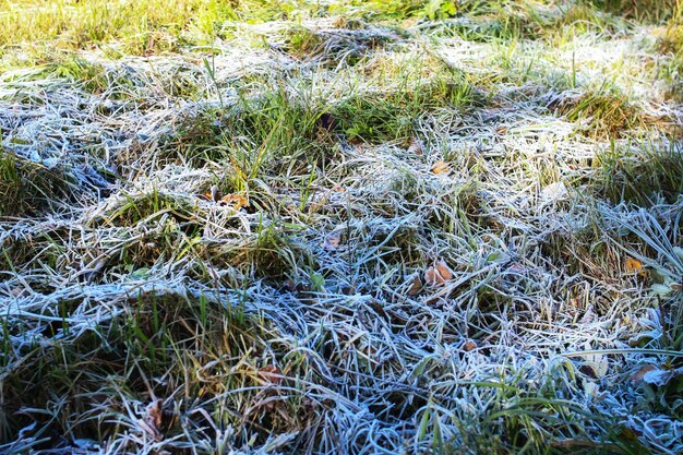 Ghiaccio sulle foglie verdi del primo piano dell'erba