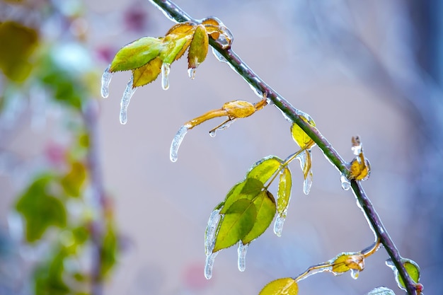 Ghiaccioli su rami ghiacciati e foglie verdi degli alberi stagione dei cambiamenti di temperatura e clima invernale in autunno