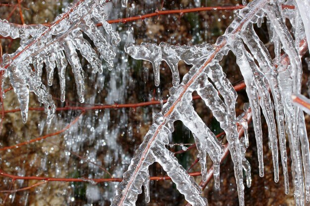 Ghiaccioli su un ramo di albero