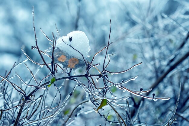 Ghiaccioli sui rami degli alberi ghiacciati altalena di temperatura stagione e clima invernale in autunno