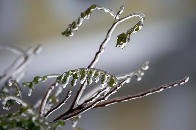 Ghiaccioli sui rami degli alberi ghiacciati altalena di temperatura stagione e clima invernale in autunno