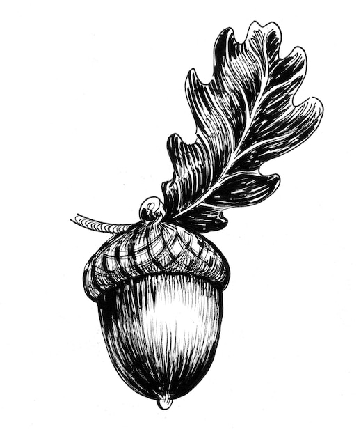 Ghianda e foglia di quercia. Disegno a inchiostro in bianco e nero