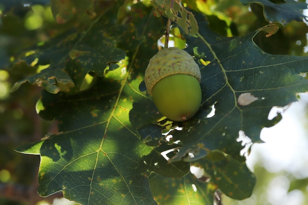 Ghianda fresca e giovane sull'albero