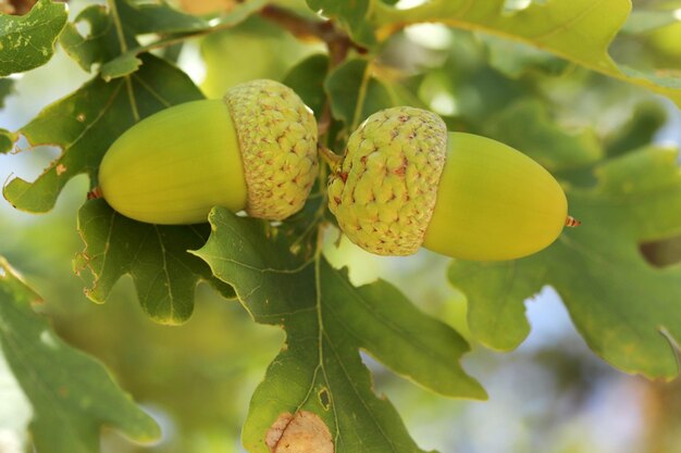 Ghianda fresca e giovane sull'albero