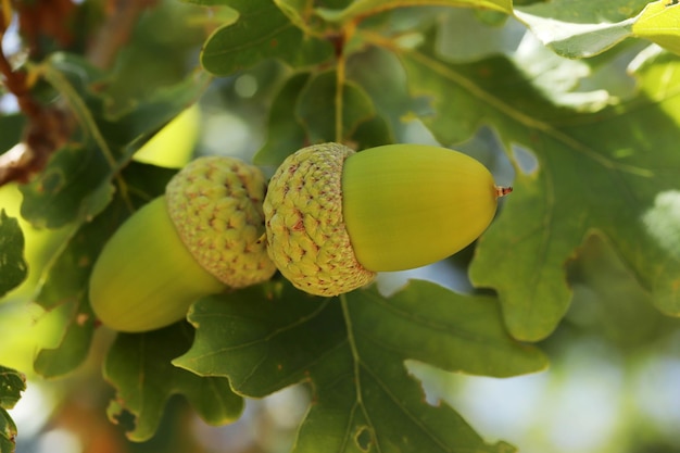 Ghianda fresca e giovane sull'albero