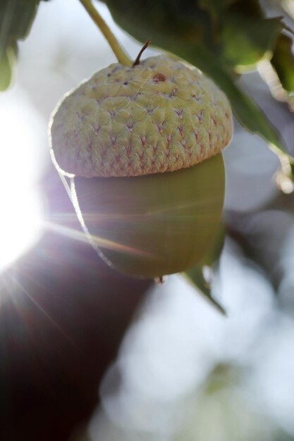 Ghianda fresca e giovane sull'albero