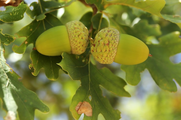 Ghianda fresca e giovane sull'albero