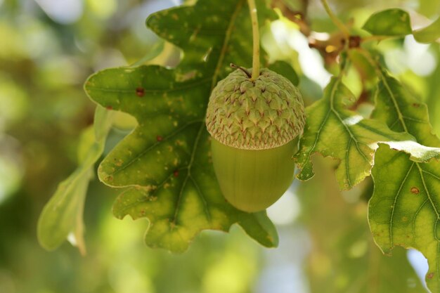 Ghianda fresca e giovane sull'albero