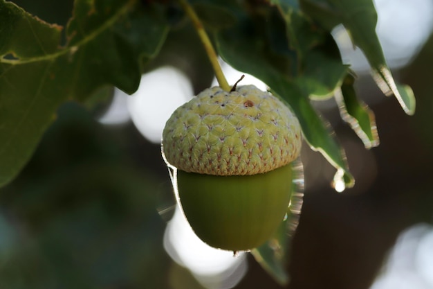 Ghianda fresca e giovane sull'albero