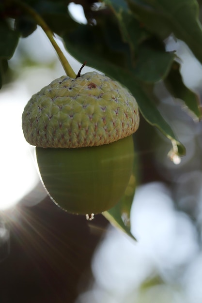 Ghianda fresca e giovane sull'albero