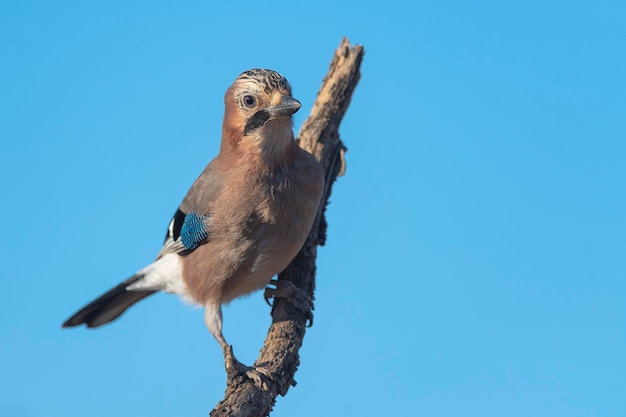 Ghiandaia eurasiatica (Garrulus glandarius) Cordoba, Spagna