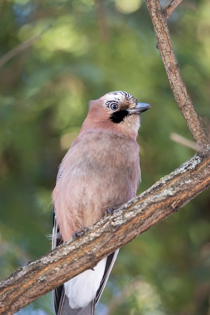 Ghiandaia eurasiatica, garrulus glandarius