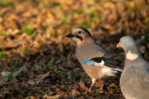 Ghiandaia eurasiatica o garrulus glandarius sul terreno