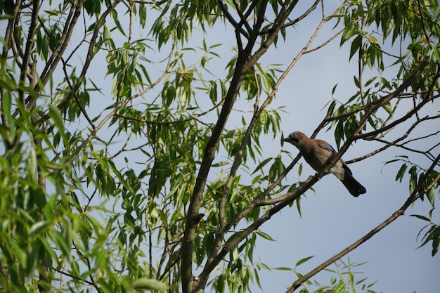 Ghiandaia euroasiatica su un ramo di un albero in natura