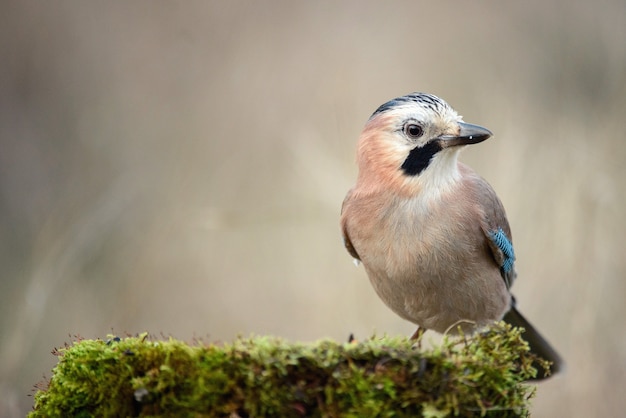 Ghiandaia euroasiatica sulla mangiatoia per uccelli invernale