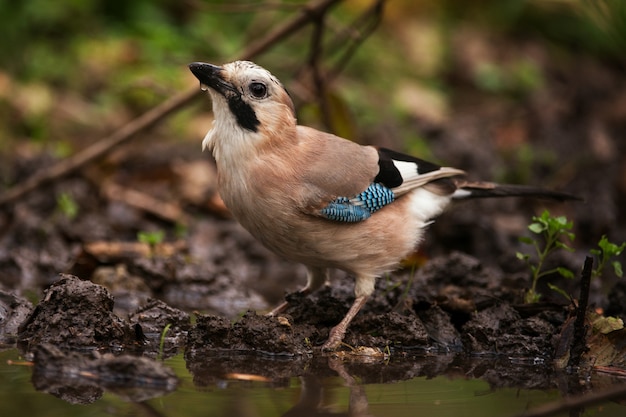 Ghiandaia europea (Garrulus glandarius) facendo il bagno.