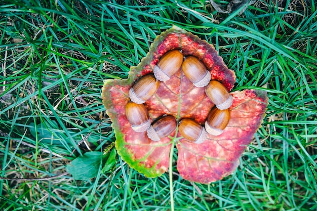 Ghiande a forma di cuore sdraiato sulle foglie gialle nell'erba. Amo il concetto di autunno. Tempo di raccolta. Villaggio in stile rustico. Foto naturale.