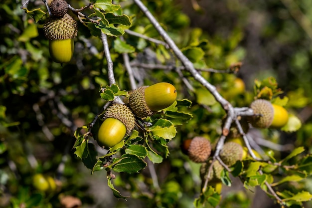 Ghiande di Kermes Quercus coccifera