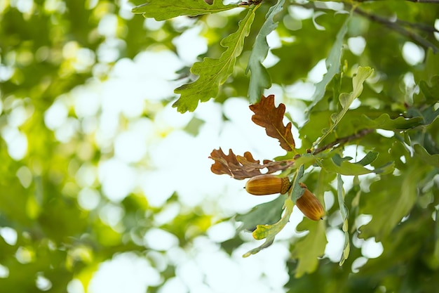 Ghiande mature sul ramo di quercia Caduta sfondo sfocato con noci e foglie di quercia