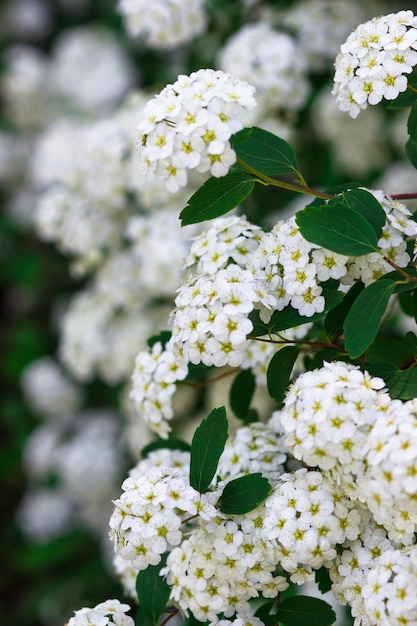 Ghirlanda bianca fiorita Spirea Spiraea arguta Ghirlanda della sposa