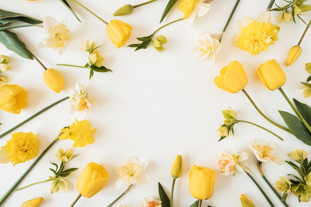 Ghirlanda cornice rotonda fatta di narciso giallo e fiori di tulipano su bianco