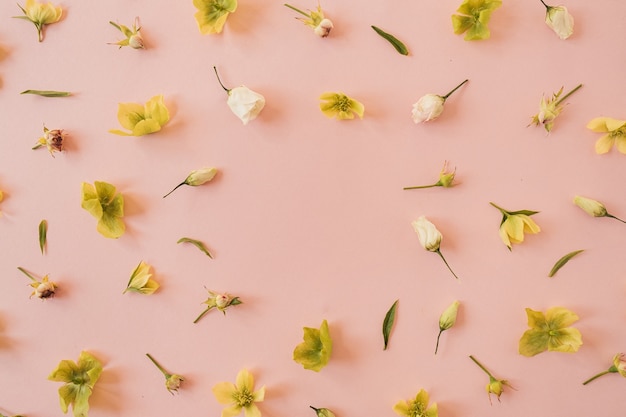 Ghirlanda cornice rotonda fatta di rose e fiori di elleboro gialli sul rosa