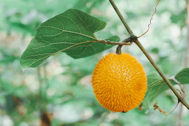 Giaca fresca del bambino sull&#39;albero nella porta fuori dell&#39;azienda agricola della frutta.