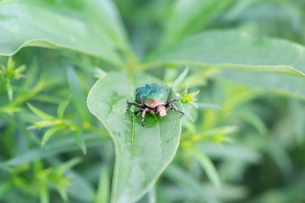 Giacca di rose o verde di rose (Cetonia aurata) su una foglia verde di close-up