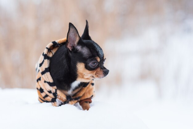 Giacca per cani di piccola taglia fredda in inverno. Chihuahua in abiti invernali su uno sfondo di neve. Chihuahua.