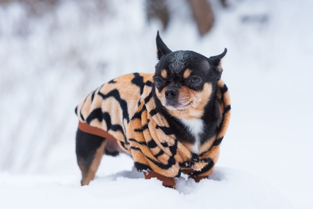 Giacca per cani di piccola taglia fredda in inverno. Chihuahua in abiti invernali su uno sfondo di neve. Chihuahua.