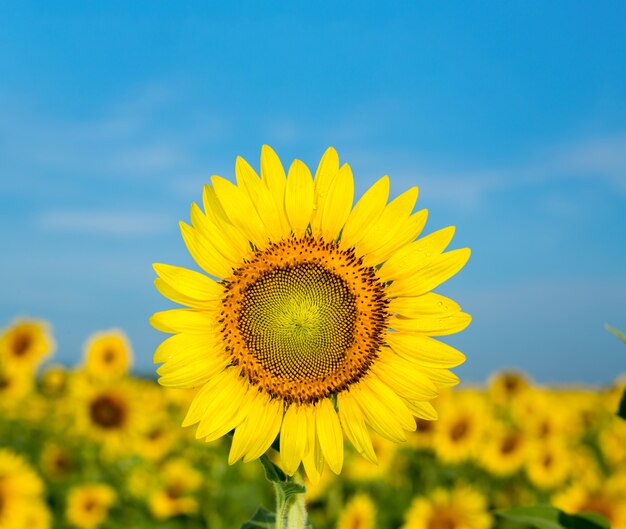 Giacimenti del girasole con chiaro cielo blu