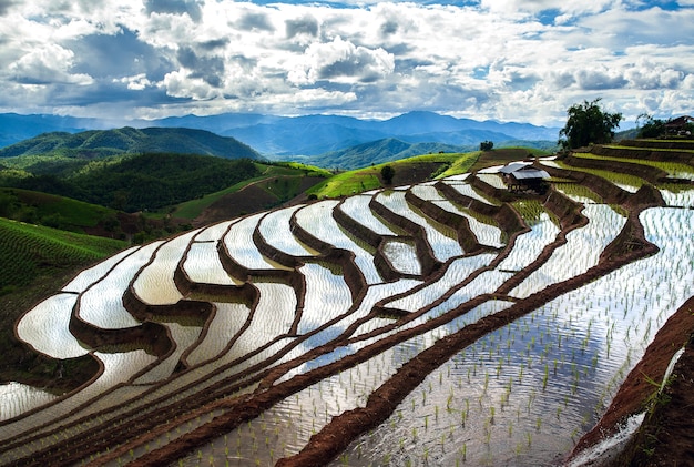 Giacimento a terrazze del riso in Chiangmai Tailandia