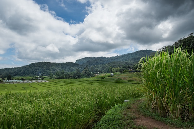 Giacimento a terrazze verde del riso in Mae Chlang Luang, Chiang Mai, Tailandia