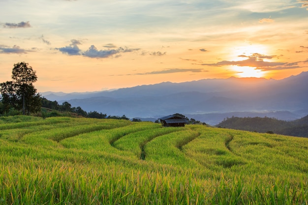 Giacimento a terrazze verde del riso in Pa Pong Pieng, Mae Chaem, Chiang Mai, Tailandia