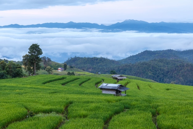 Giacimento a terrazze verde del riso in Pa Pong Pieng, Mae Chaem, Chiang Mai, Tailandia