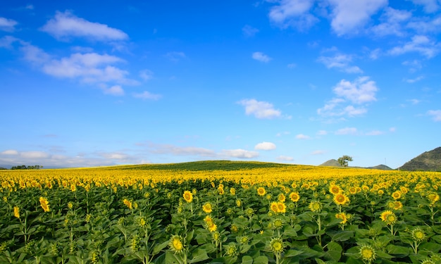 Giacimento dei girasoli sul cielo