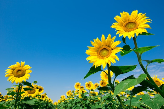 Giacimento del girasole con cielo blu nuvoloso