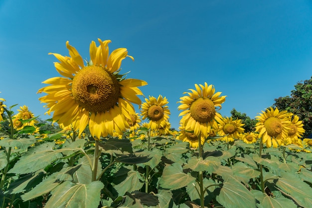 Giacimento del girasole con cielo blu