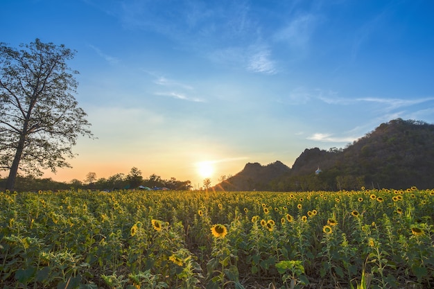 Giacimento del girasole con la montagna al tramonto, Tailandia