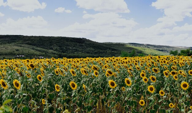 Giacimento del girasole in estate