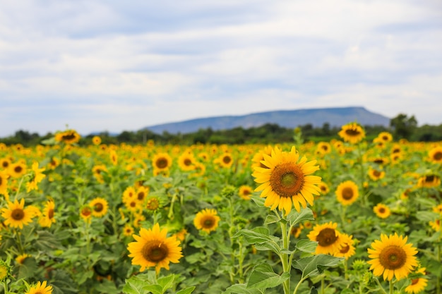 Giacimento del girasole in lopburi, Tailandia