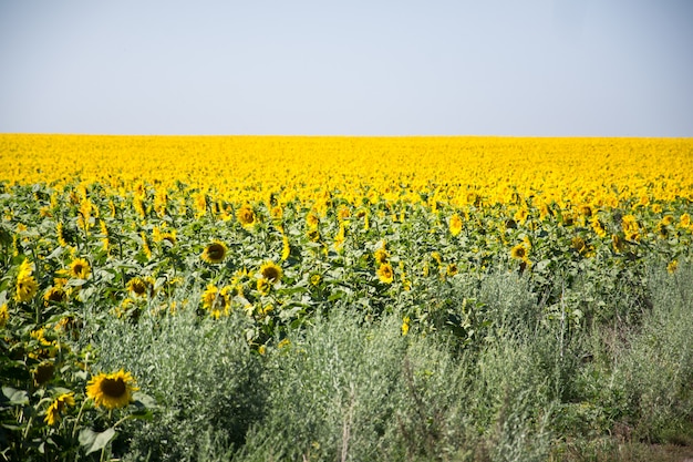 Giacimento del girasole nel giorno di estate piacevole