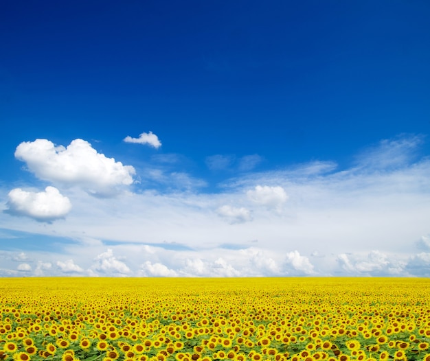 Giacimento del girasole sopra il cielo blu nuvoloso