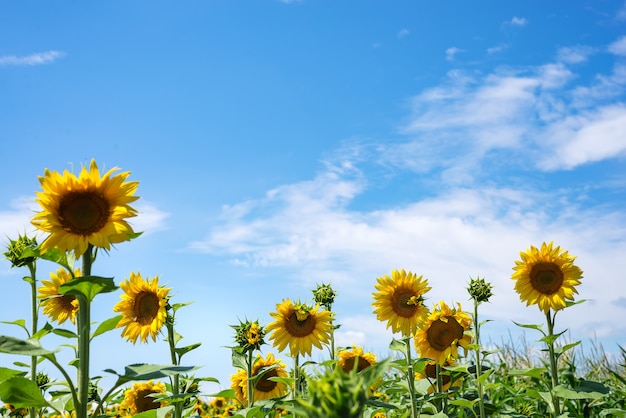 Giacimento del girasole sul fondo del cielo nuvoloso. Scena di campo di girasole