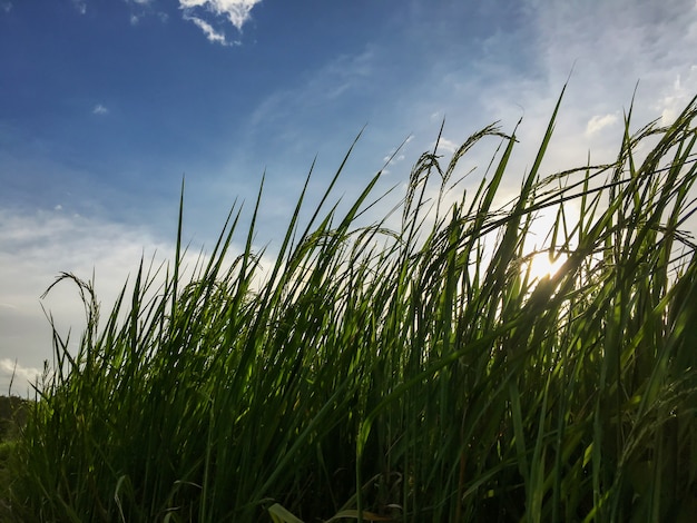 Giacimento del riso con soleggiato e cielo blu e nuvola bianca