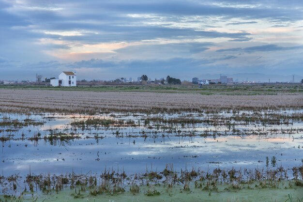 Giacimento del riso con un cottage in Albufera di Valencia al tramonto.