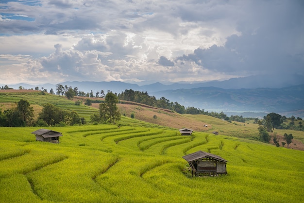 Giacimento del riso del terrazzo in Chiang Mai Thailand