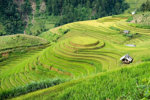 Giacimento del riso sul punto di riferimento a terrazze di Mu cang chai